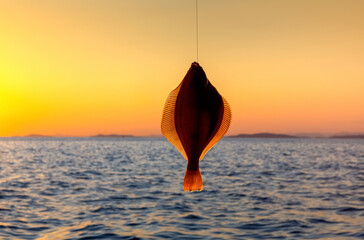 Flounder fish over the sea at sunset.