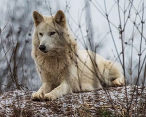 Obraz premium Whie Wolf