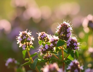 Close-up of blooming thyme in sunlight