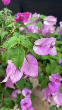 Pink Bougainvillea Flowers with Water Drops After Rain, Tropical Garden Close Up in 4K 60fps