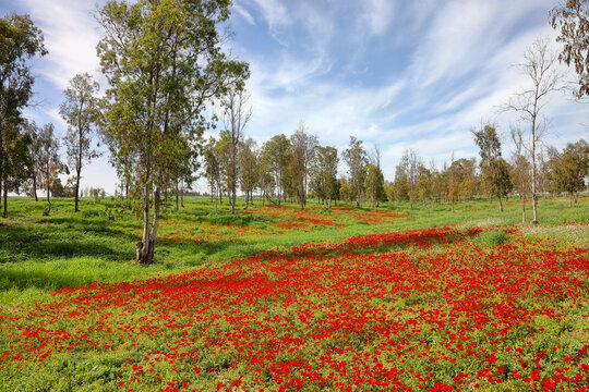 Wild red anemone flowers spring blooming among a green grass and eucalyptus trees on the meadow. South Israel