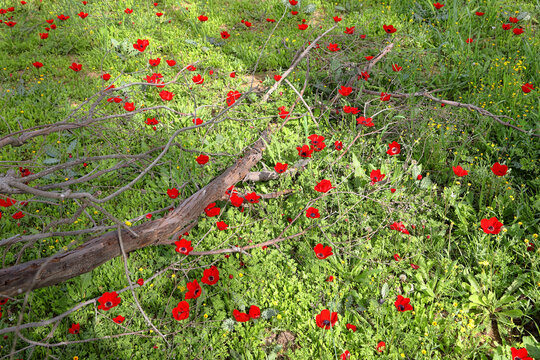 Wild red anemone flowers spring blooming among a green grass and eucalyptus trees on the meadow. South Israel