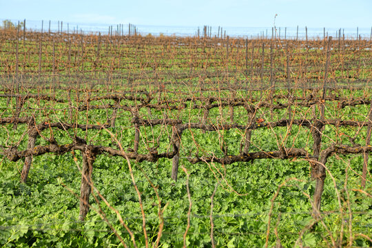 Dormant grapevines in a winter Mediterranean vineyard