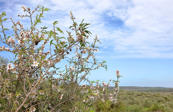 Spring white blossom of almond tree against the background of green valley with olive trees