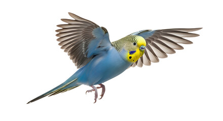 Fototapeta premium Graceful flight of a colorful blue budgerigar, a common pet parakeet, soaring with its wings wide open against a pristine white background