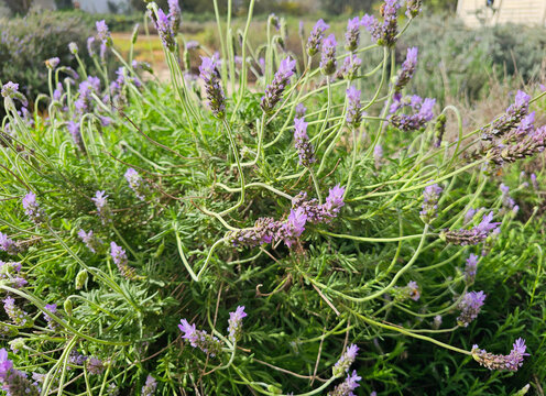Lavender blooming in a spice farm field