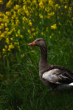 Ganso, primavera