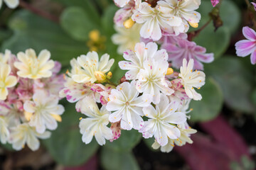 Beautiful Siskiyou lewisia (lewisia cotyledon) flowers.