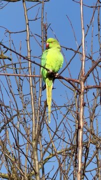 Perruche verte sur une branche en hiver