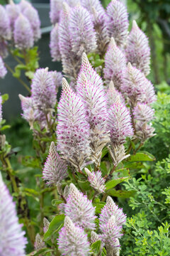 Beautiful pink mulla mulla flowers.