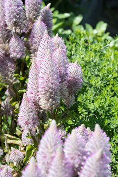 Beautiful pink mulla mulla flowers.