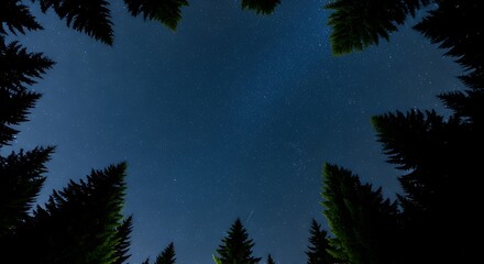 Night sky view through silhouettes of evergreen trees, showcasing starry expanse