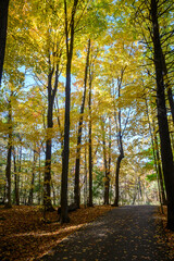 Obraz premium Autumn Colors in Lambton Park, Toronto