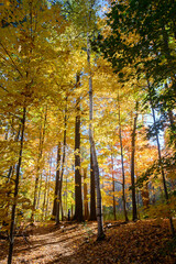 Fototapeta premium Autumn colors in Lambton Park, Toronto