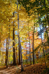 Obraz premium Autumn Scene in Lambton Park