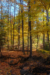 Obraz premium Autumn Colors in Lambton Park in Toronto