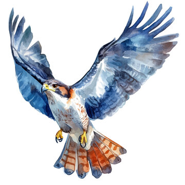 Seahawk, watercolor vector painting, isolated on a white background.