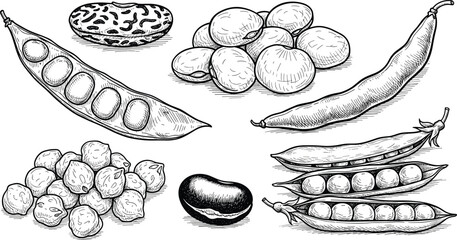 Legumes and mushrooms ink illustration. Hand drawn bean pods, peas and textured fungi in black and white. Detailed botanical sketch isolated on white background. © HazelQueen