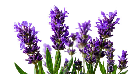 Obraz premium A bouquet of lavender flowers on transparent background