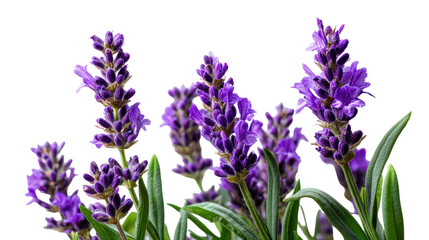 Obraz premium A close-up of purple lavender flowers on transparent background