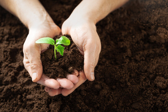 Man's hands holding soil with a small plant seedling