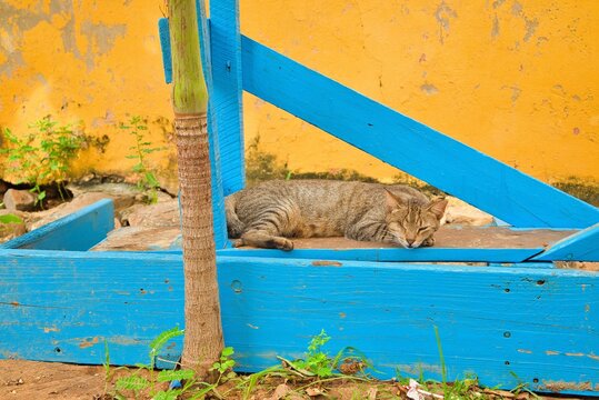 Street cat in an alley on Goree Island, Senegal