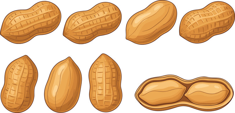 Peanut realistic illustration set. Whole and split peanuts with detailed shell texture. Clean natural food drawing isolated on white background.