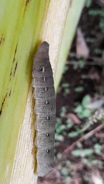 Grey Armyworm caterpillar crawling on a plant stem.