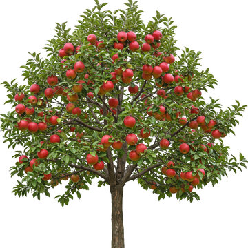 Lush red apple tree isolated on transparent background