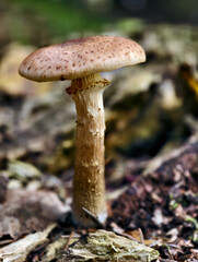 Fototapeta premium Оne lonely edible honey fungus Armillaria mellea on the forest floor.