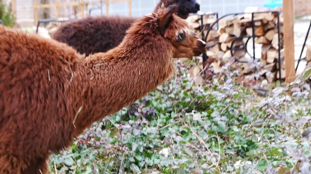 Alpacas explore greenery in a park during winter