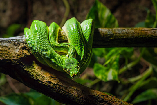 Close-up of a green tree python lying on a branch
