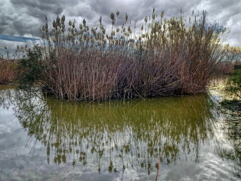 Delta de l'Ebre (Deltebre) - canyes - Baix Ebre
