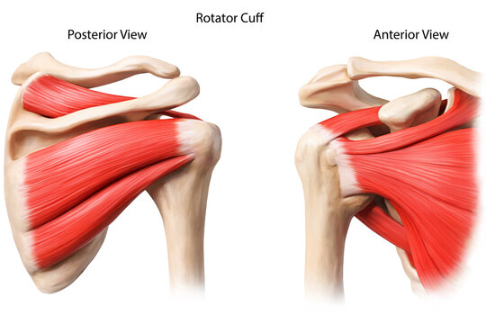 Rotator cuff anatomy detailed illustration medical anatomy 