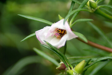 Beautiful morning view in Indonesia, panoramic landscape of rice fields with mountain ranges and clear sky