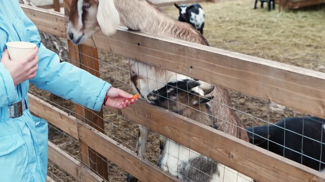 Feeding goats at a farm in winter with kids enjoying the moment