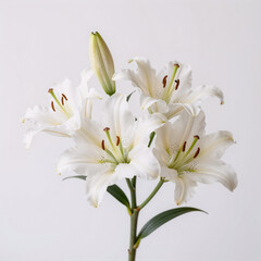 Obraz premium baroque, isolated white easter lilies on a clean background