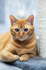 Sophisticated ginger cat seated beside textured sisal post with composed demeanor
