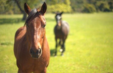 Fototapeta premium horse in the field