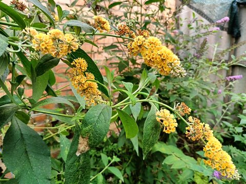 yellow fragrant buddleia blooming in the garden
