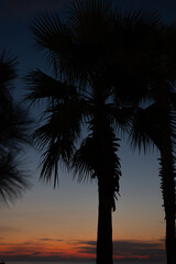 Serene sunset with palm tree silhouettes over calm water