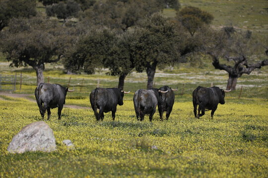 Group of fighting bulls in meadow, Spanish countryside