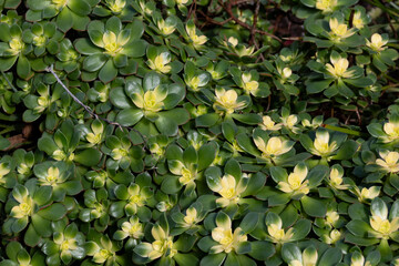 flowers in the garden