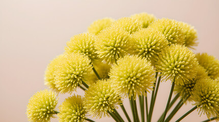 Obraz premium Macro Close-Up of Mimosa Flowers for Women’s Day