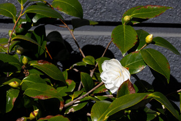 blooming white flower in the garden