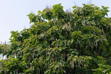 Obraz premium trumpet tree