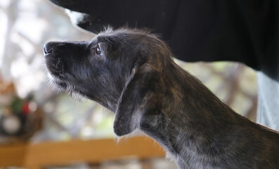 Portrait of a brindle Irish wolfhound puppy sitting calmly in soft natural light.