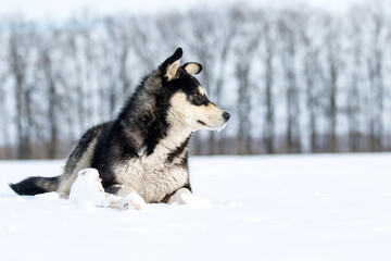 Naklejka premium Winter background with a fluffy dog and copy space. Profile view of a black and tan dog in winter.