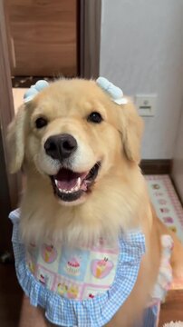 Cute golden retriever dog wearing blue dress and bow headband