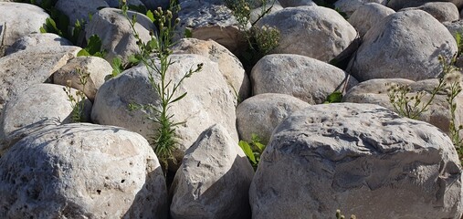 Wild green plants with small buds growing between spring sunlit rocks. Natural resilience and survival concept symbolizing strength, growth, and environmental harmony. Ideal for ecological concepts.